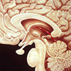 brain