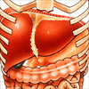 liver